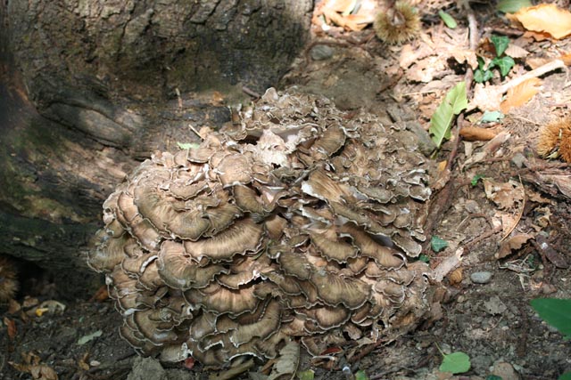 I grandi Funghi: Grifola frondosa